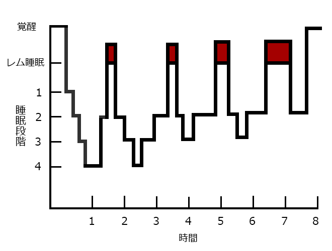 睡眠のサイクル
