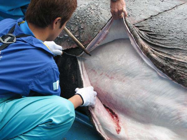 ウバザメの白い皮下組織