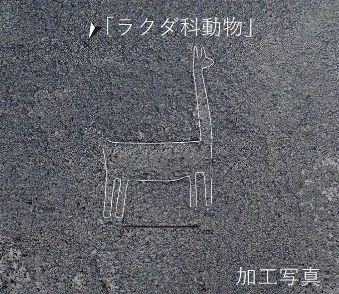 ラクダ科動物の地上絵